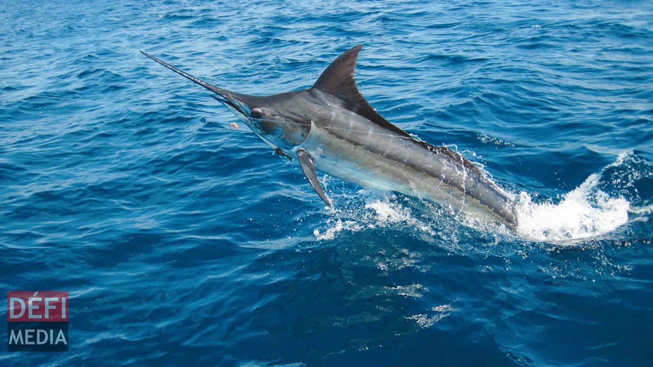 Les gros poissons trouvés dans les eaux mauriciennes