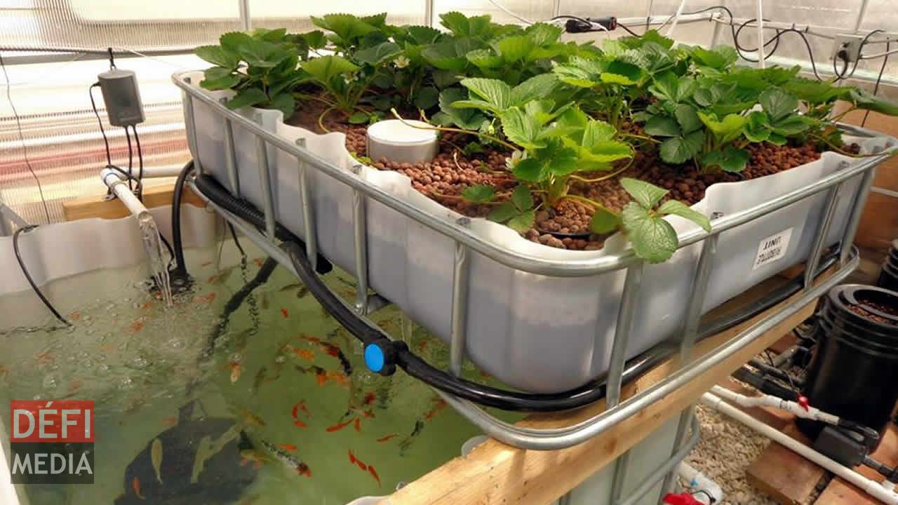 aquaponie : quand l’aquariophile devient agriculteur