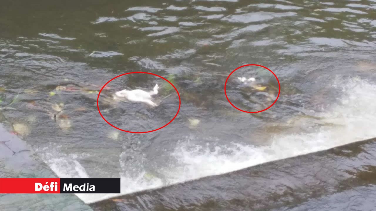 Des carcasses de poulet flottant dans le réservoir de La Nicolière. 