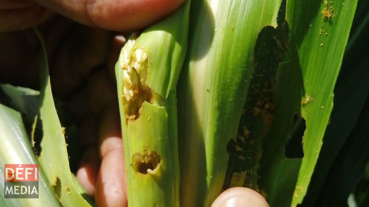 Les chenilles légionnaires qui ont ravagé la plantation de Rakesh.