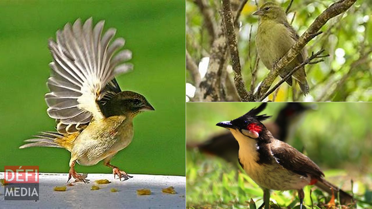 Les oiseaux de Maurice , Rodrigues et des îles environnantes 