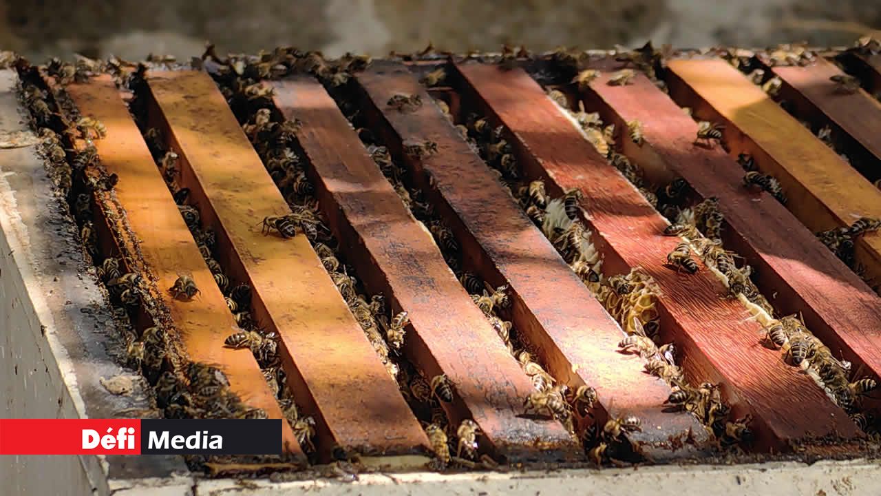 C’est sur ces cadres que les abeilles forment leurs alvéoles. Il suffit de les ôter lors de la récolte pour extraire le miel qu’ils contiennent.