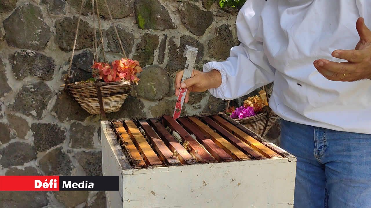 L’apiculteur utilise un lève-cadres qui permet d’extraire facilement les cadres de la ruche et de décoller les éléments entre eux.