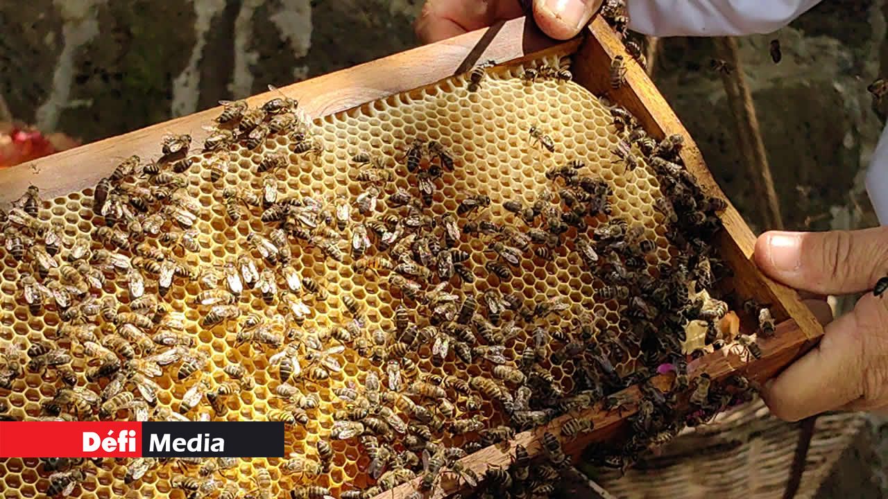 Un bon apiculteur sait quand est venu le moment idéal pour obtenir le miel . Pour s’en rendre compte, il se consacre à l’observation des nids d’abeilles.