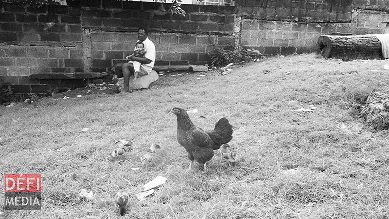 Photo prise à Grand-Gaube, d'un grand-père et de sa petite-enfant en 2001 par Tristan Bréville. Photo prise à Grand-Gaube, d'un grand-père et de sa petite-enfant en 2001 par Tristan Bréville.