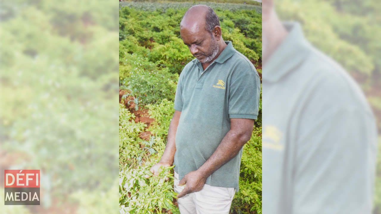 Saïd Bundhoo : producteur de piments