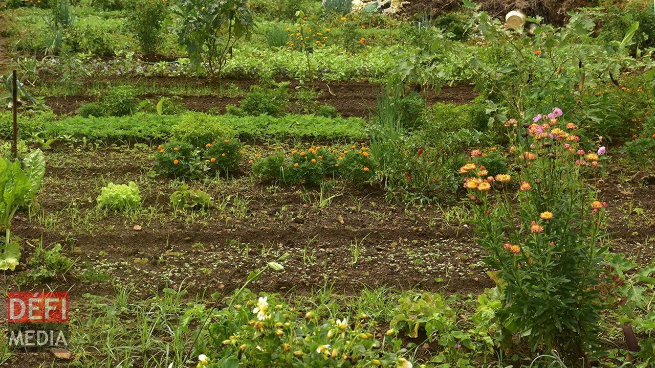 Plantations affectées