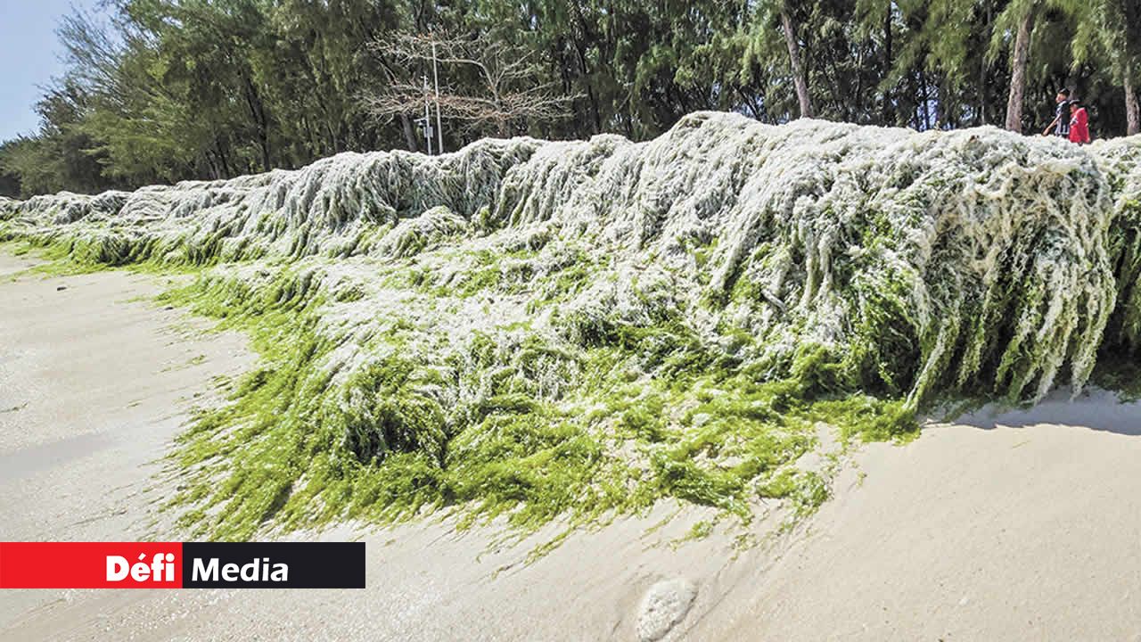Les algues ont envahi la plage de Mont-Choisy depuis plusieurs jours.