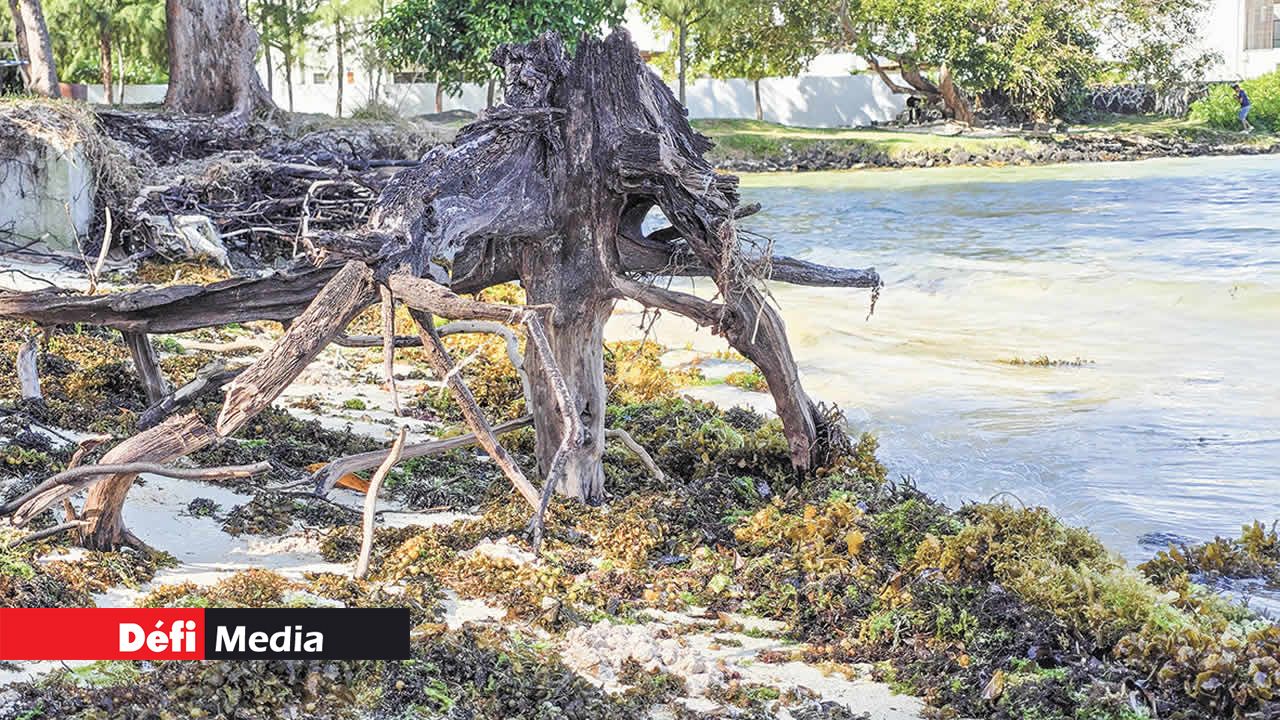 La plage de Poste Lafayette n’est pas épargnée par ce phénomène.