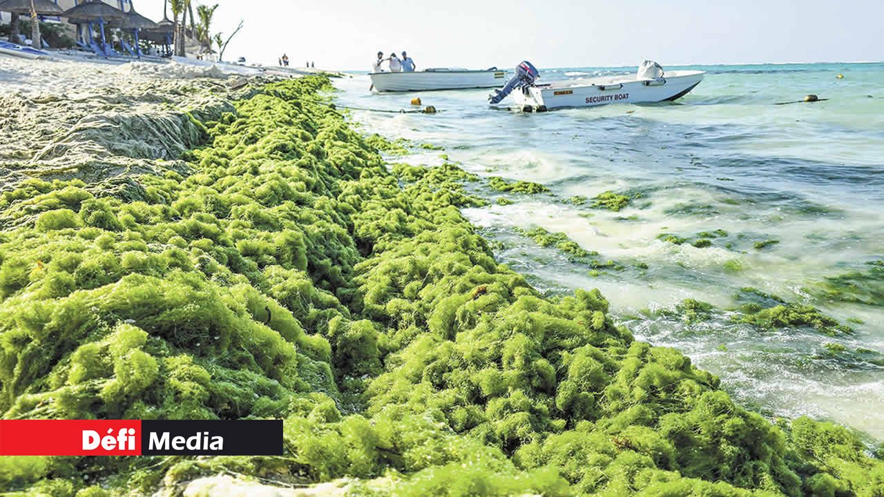 Les algues entassées sur la plage de Mont-Choisy.
