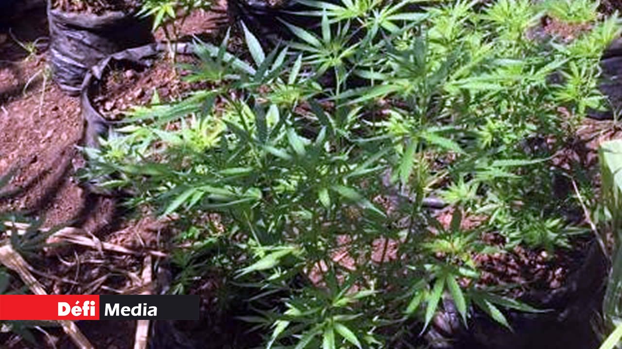 cannabis