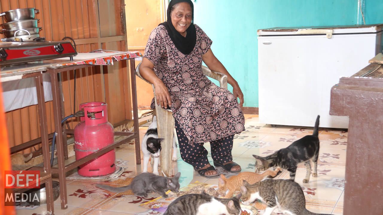 Chiens et chats coexistent sans aucun problème Chiens et chats coexistent sans aucun problème