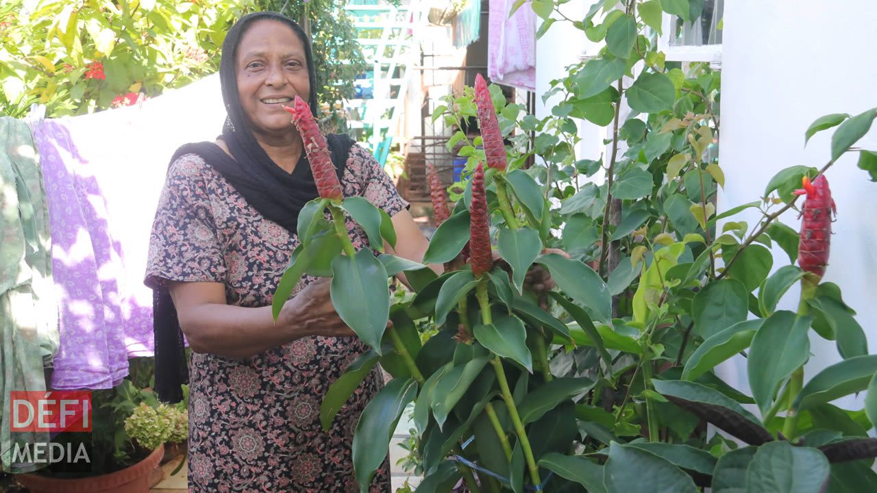 Dans le coin jardin, poussent des plantes décoratives, aromatiques et des tisanes Dans le coin jardin, poussent des plantes décoratives, aromatiques et des tisanes
