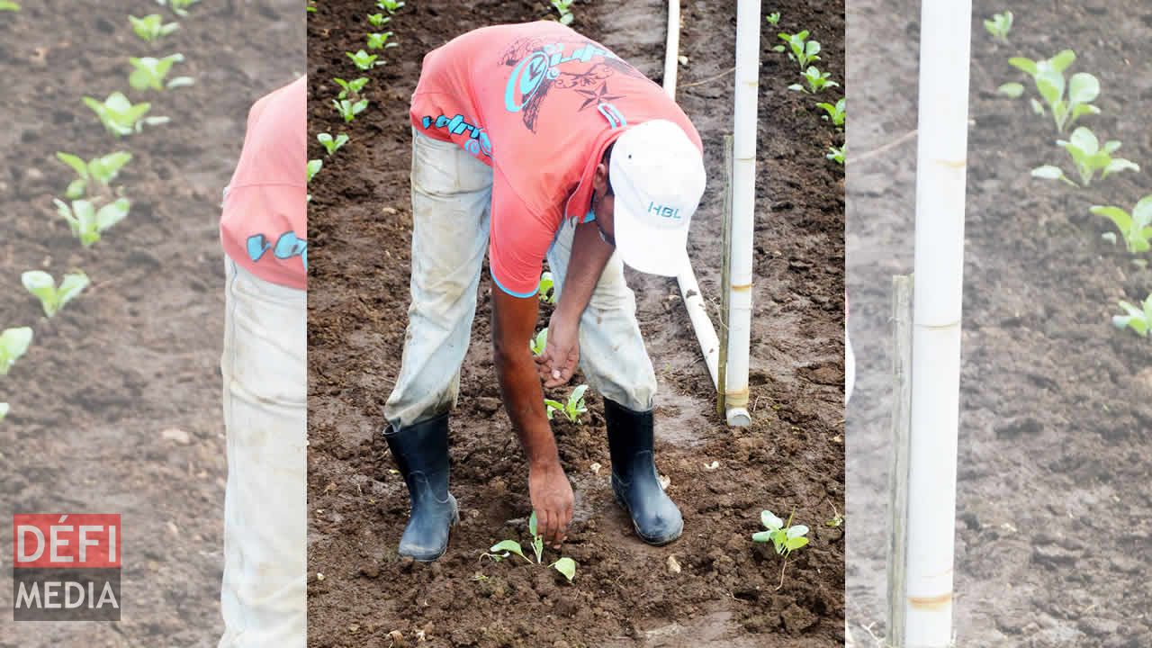 planteurs de légumes et fruits