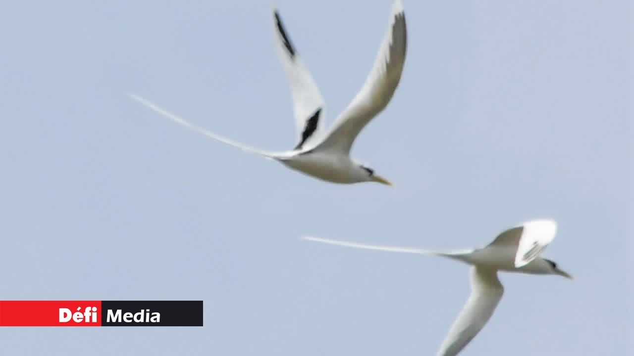 La valse des Pailles-en-queue, virevoltant en duo ou en solo.