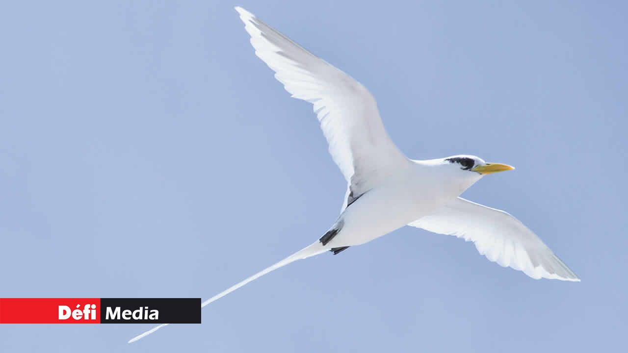 Pailleenqueue la danse des rubans de soie Defimedia