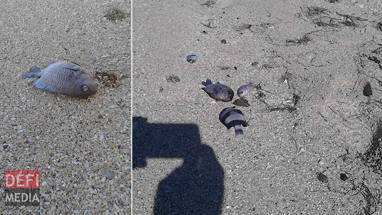 Des poissons morts échoués sur la plage à Pomponette.