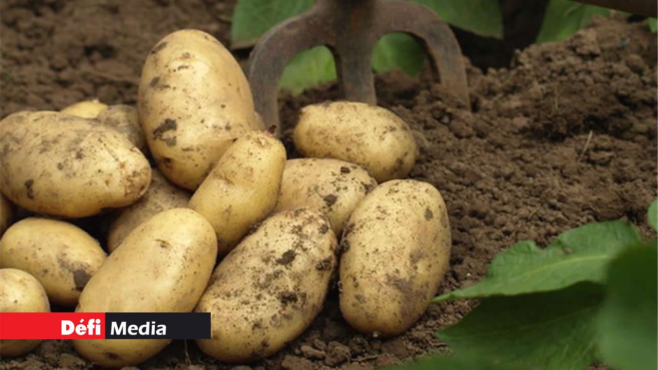 3080 tonnes de pommes de terre seront importées d’Egype et d’Inde.