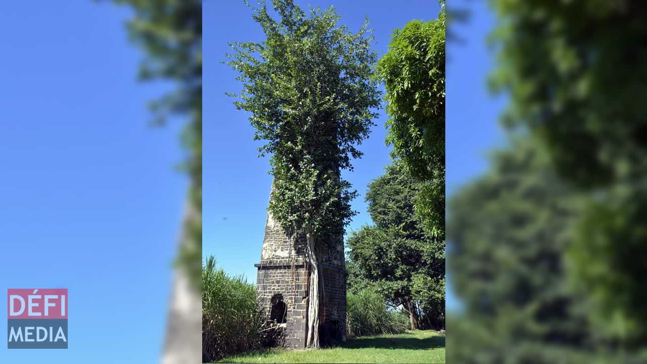 Difficile de ne pas voir cette majestueuse « cheminée-arbre »… Balade