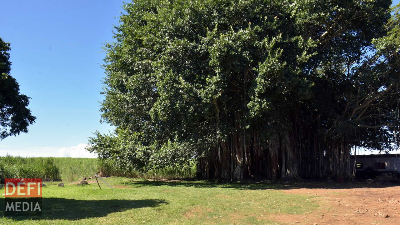 Un arbre centenaire trône sur cet ancien terrain de foot. Balade
