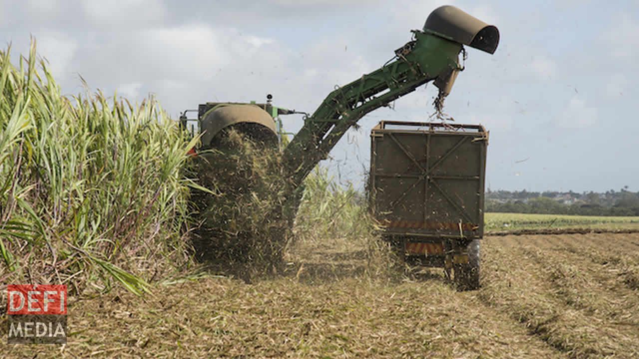 La production sucrière de la récolte