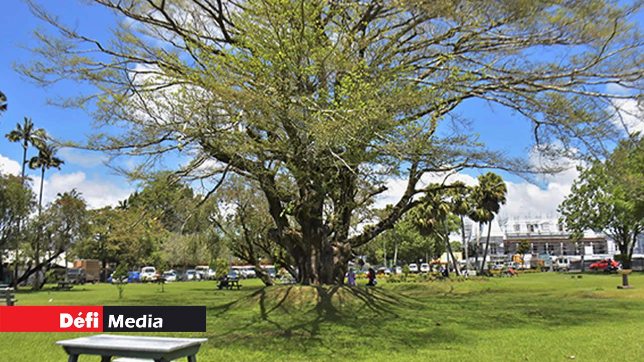 Le jardin Paul et Virginie accueille ceux qui souhaitent s’abriter du soleil et aussi les visiteurs de passage à Curepipe.