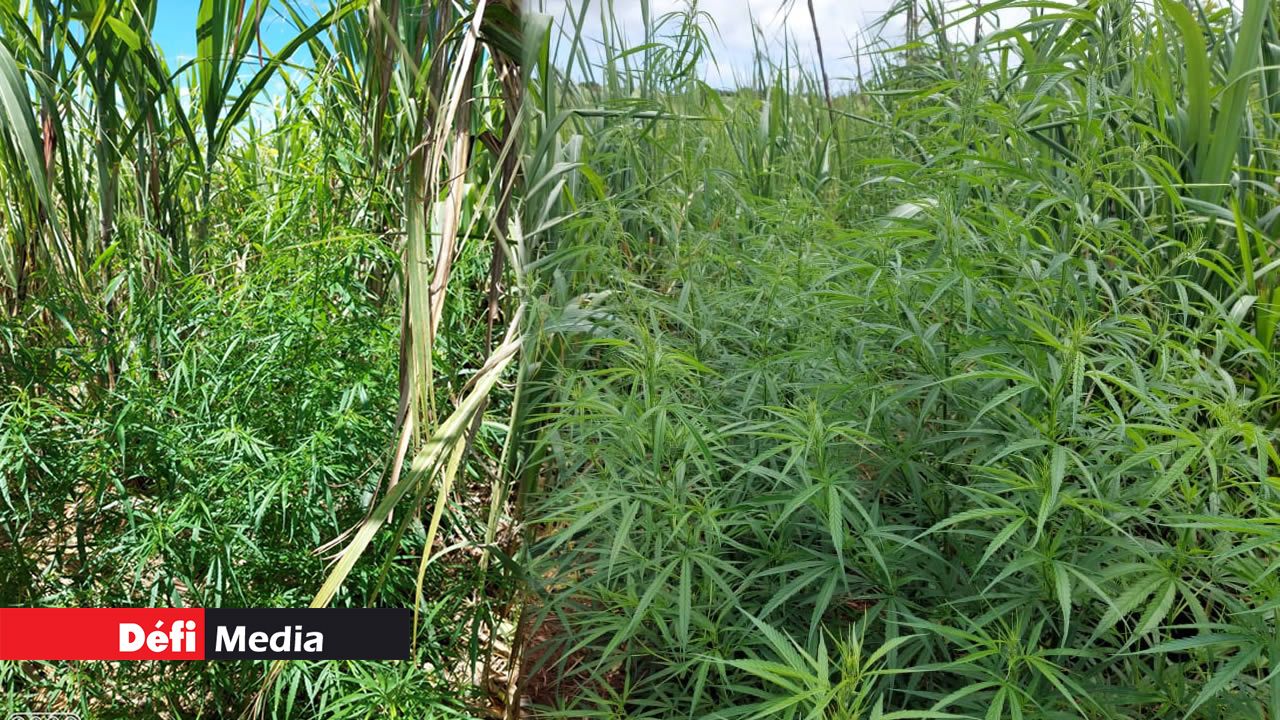 Des plants de cannabis déracinés dans un champ de canne