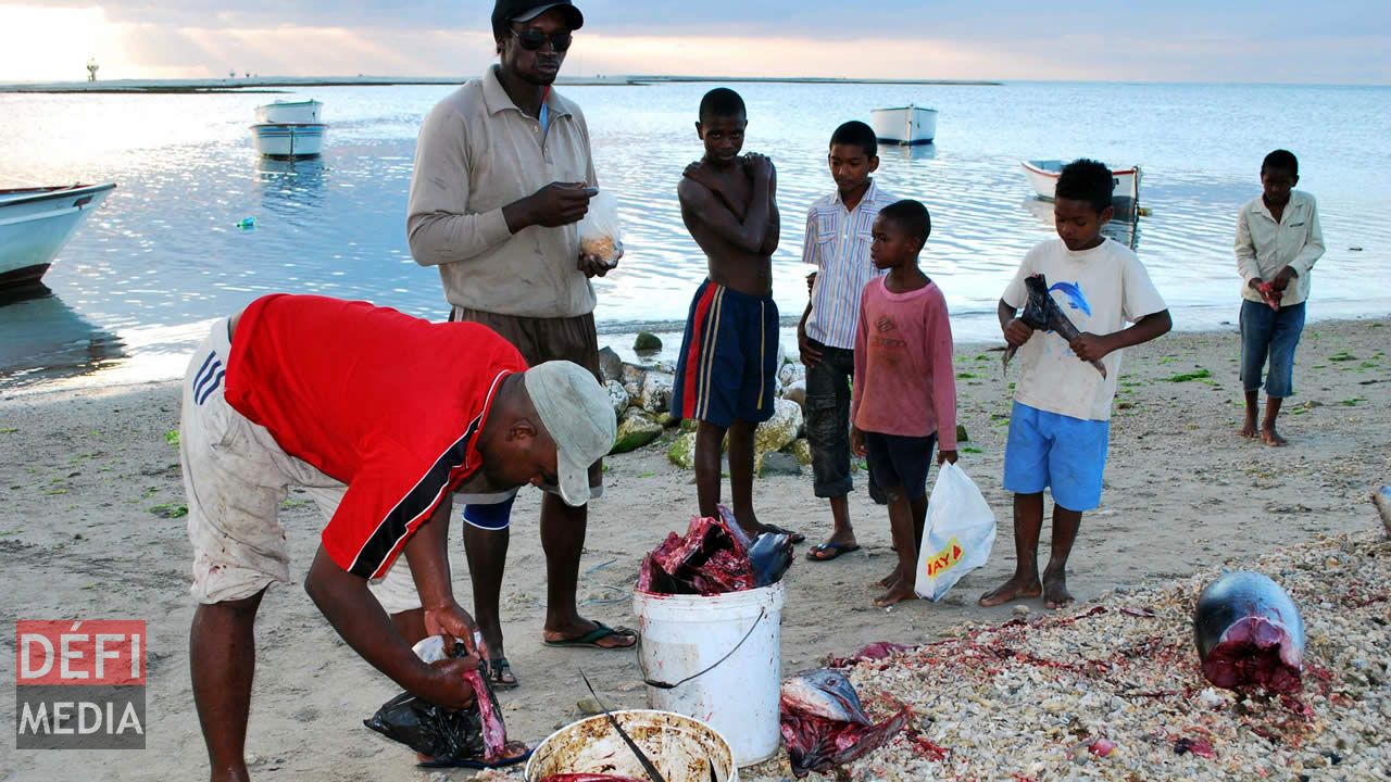 Arrivé à terre le pêcheur découpe le poisson et partage le reste avec les habitants du quartier. pêcheur