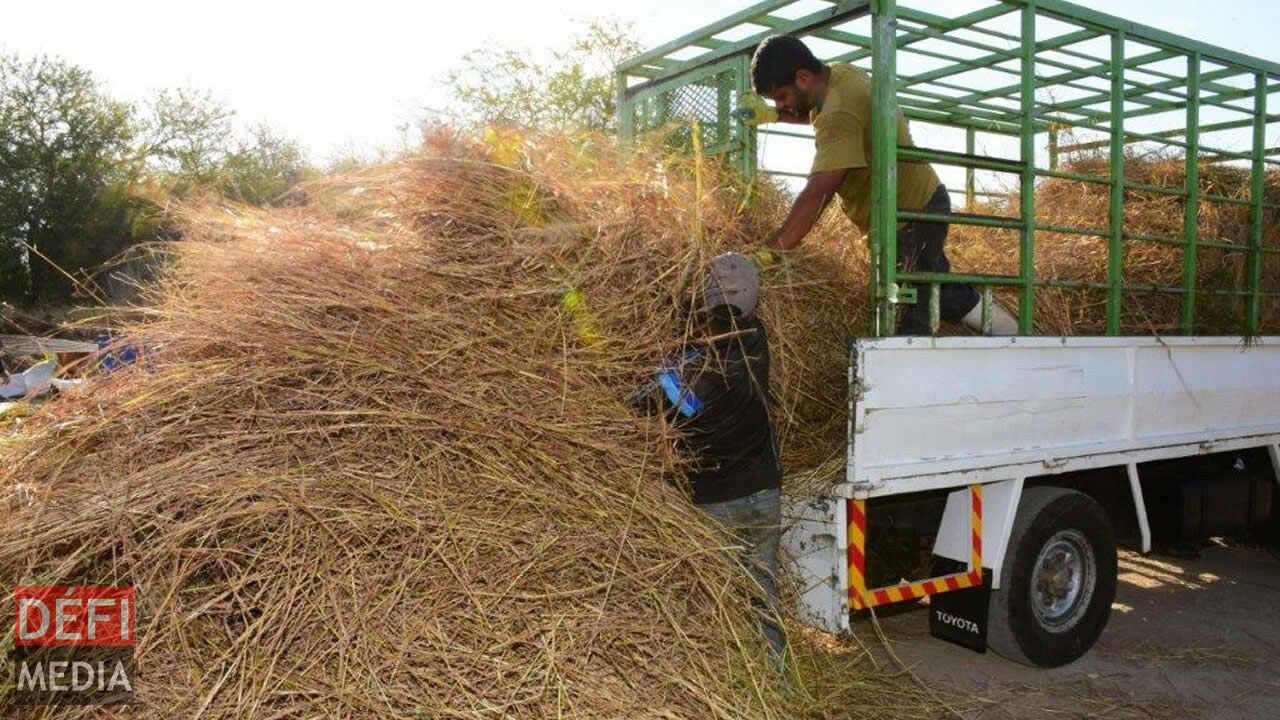Après avoir passé du temps dans les pâturages, ils rentrent à la ferme. L’herbe doit être fraîche pour le bien-être de l’animal. Après avoir passé du temps dans les pâturages, ils rentrent à la ferme. L’herbe doit être fraîche pour le bien-être de l’animal.