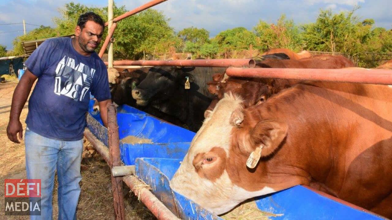 La vérification de la nourriture est faite trois fois par jour par Salim Diouman. La vérification de la nourriture est faite trois fois par jour par Salim Diouman.