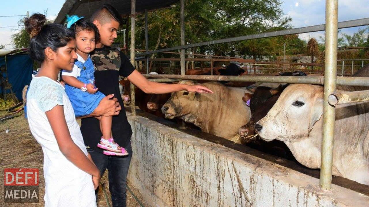 Les Diouman travaillent dans la ferme depuis leur plus jeune âge. Les Diouman travaillent dans la ferme depuis leur plus jeune âge.