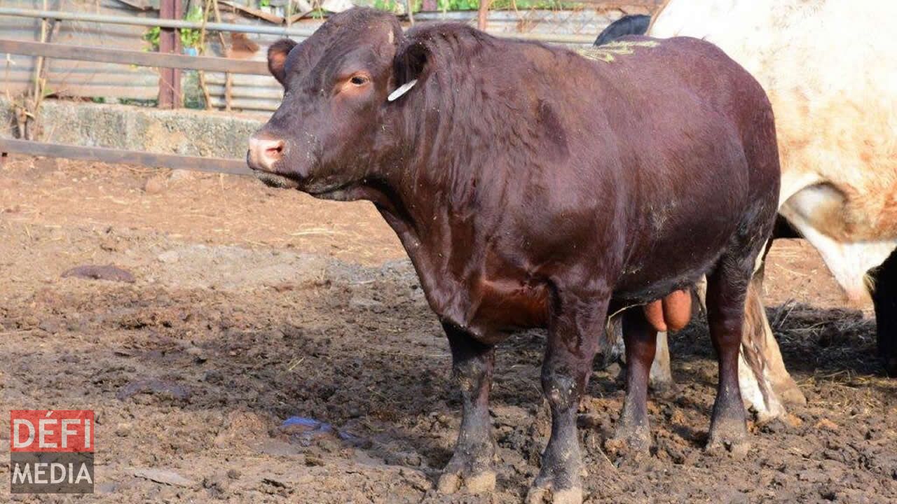 Le beau taureau, la fierté des Diouman. Le beau taureau, la fierté des Diouman.