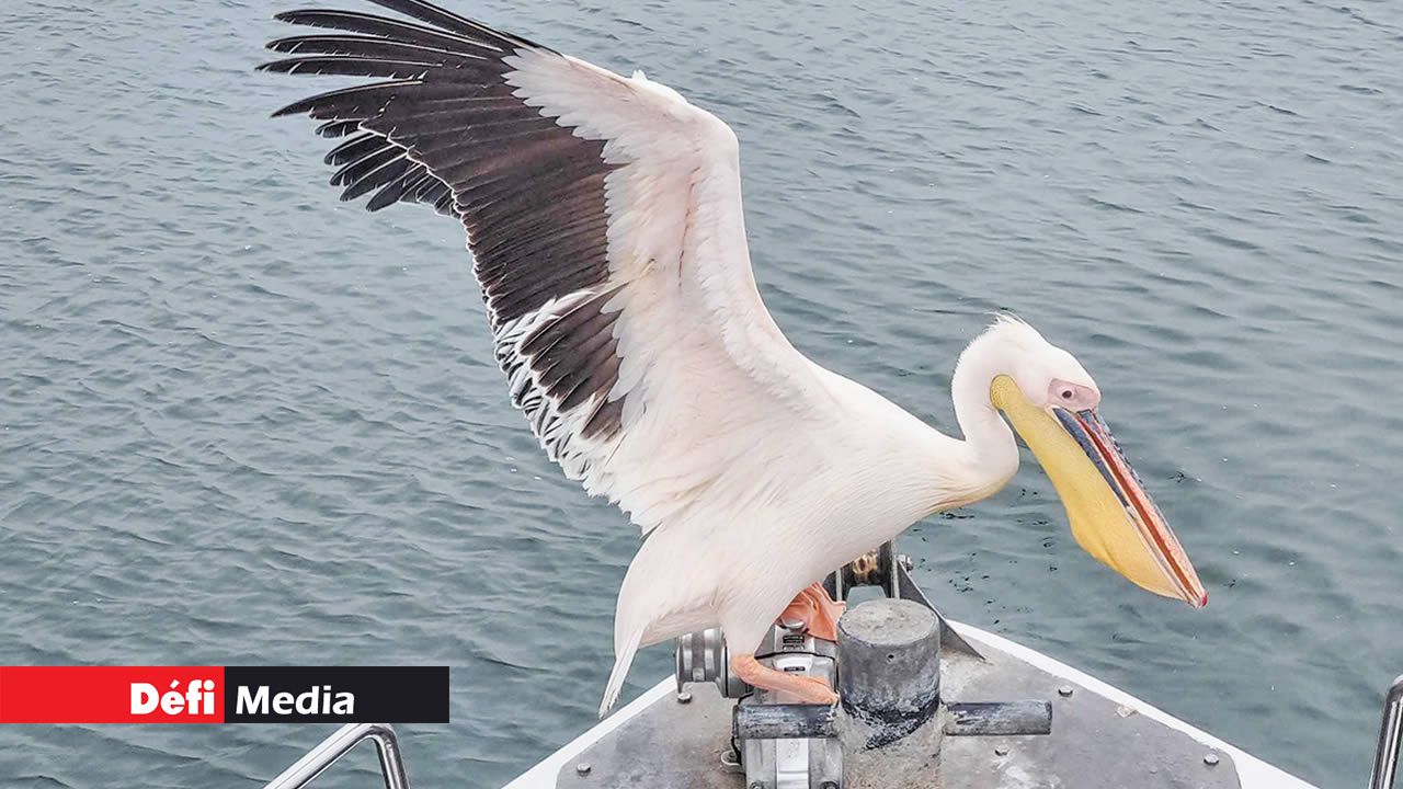 La Namibie abrite l’une des faunes les plus riches de toute l’Afrique.