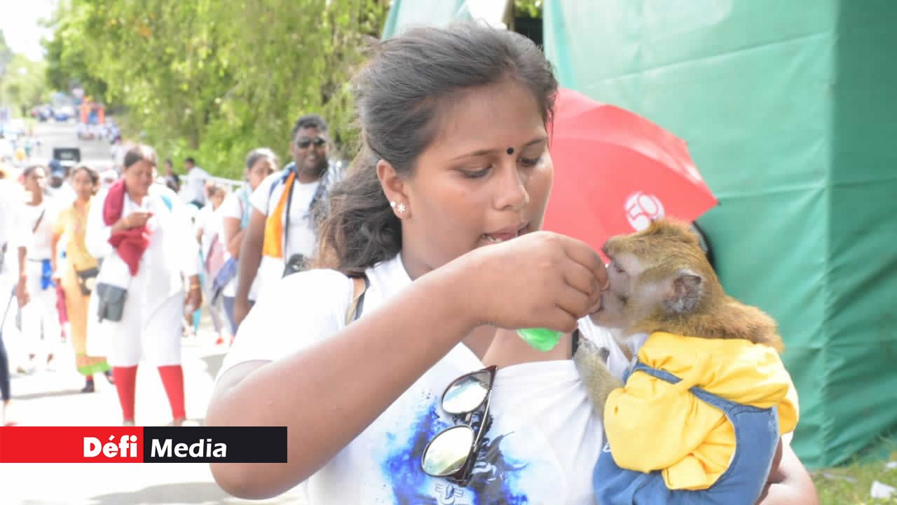 Un petit singe qui a attiré l’attention. Pèlerinage de Maha Shivaratree