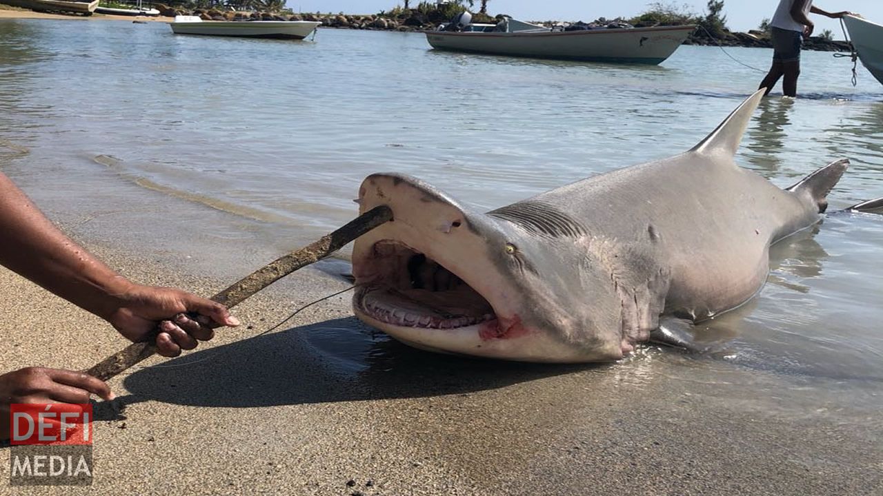 requin