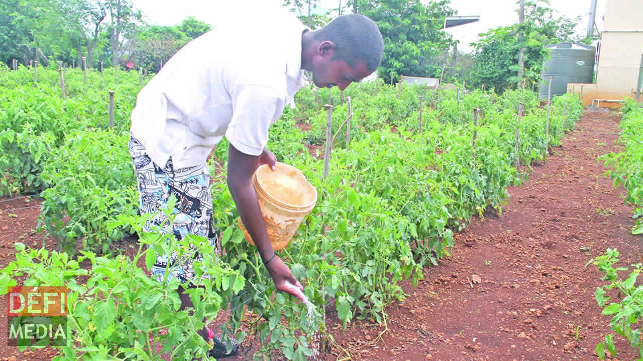 planteur-legume