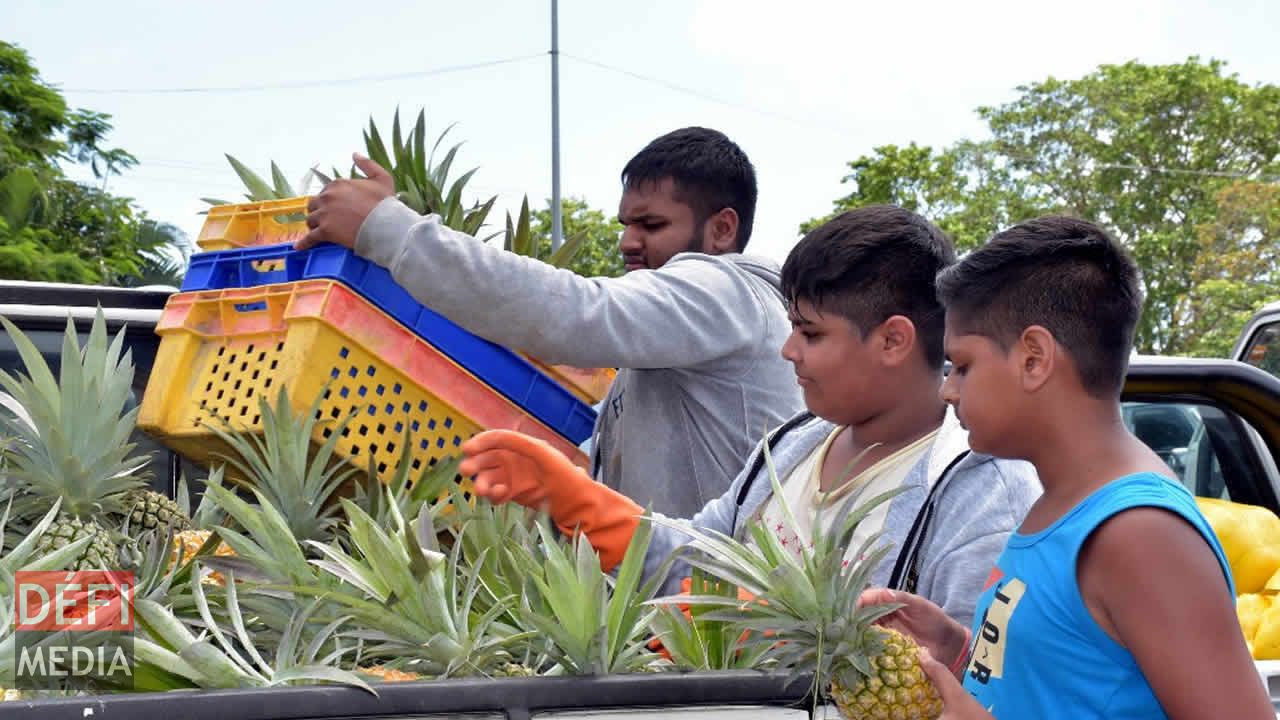 Ce jeune planteur vient livrer ses ananas. Vente à l’encan à Flacq
