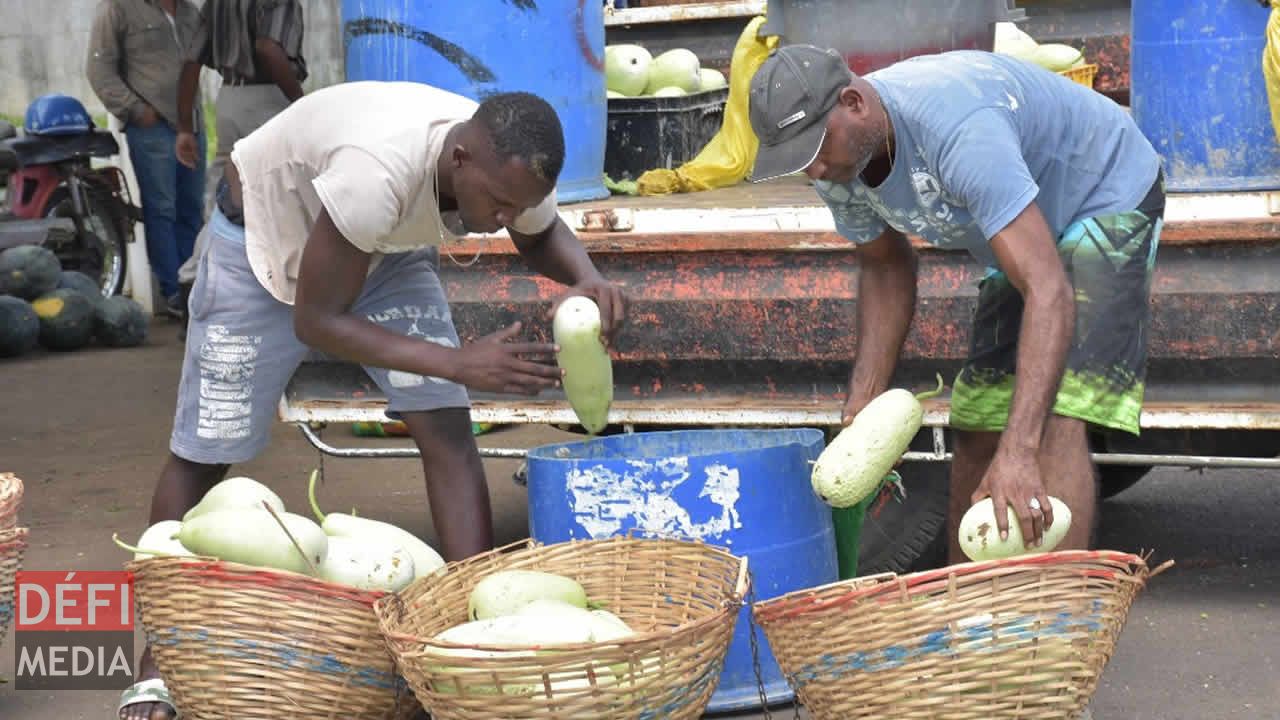 Les légumes fraichement débarqués sont entassés. Vente à l’encan à Flacq