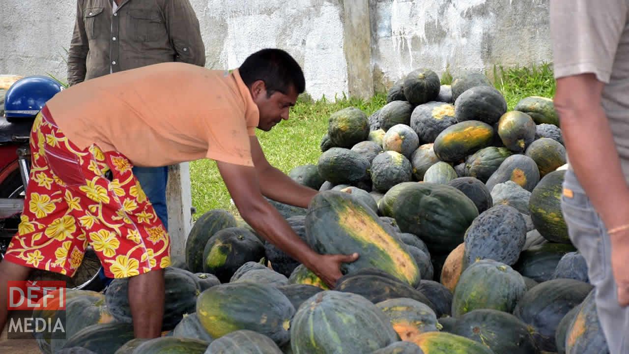 Les citrouilles sont soigneusement sélectionnées. Vente à l’encan à Flacq