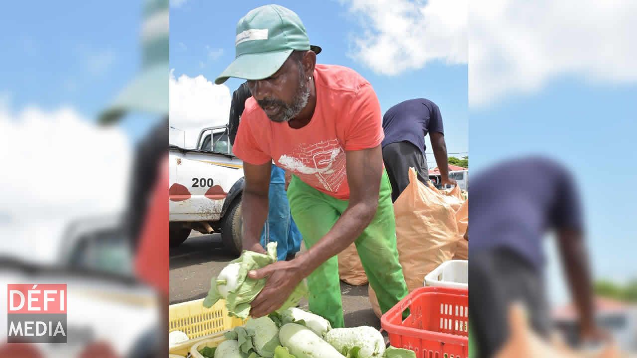 Les légumes sont soigneusement triés  avant d’être mis en vente. Vente à l’encan à Flacq