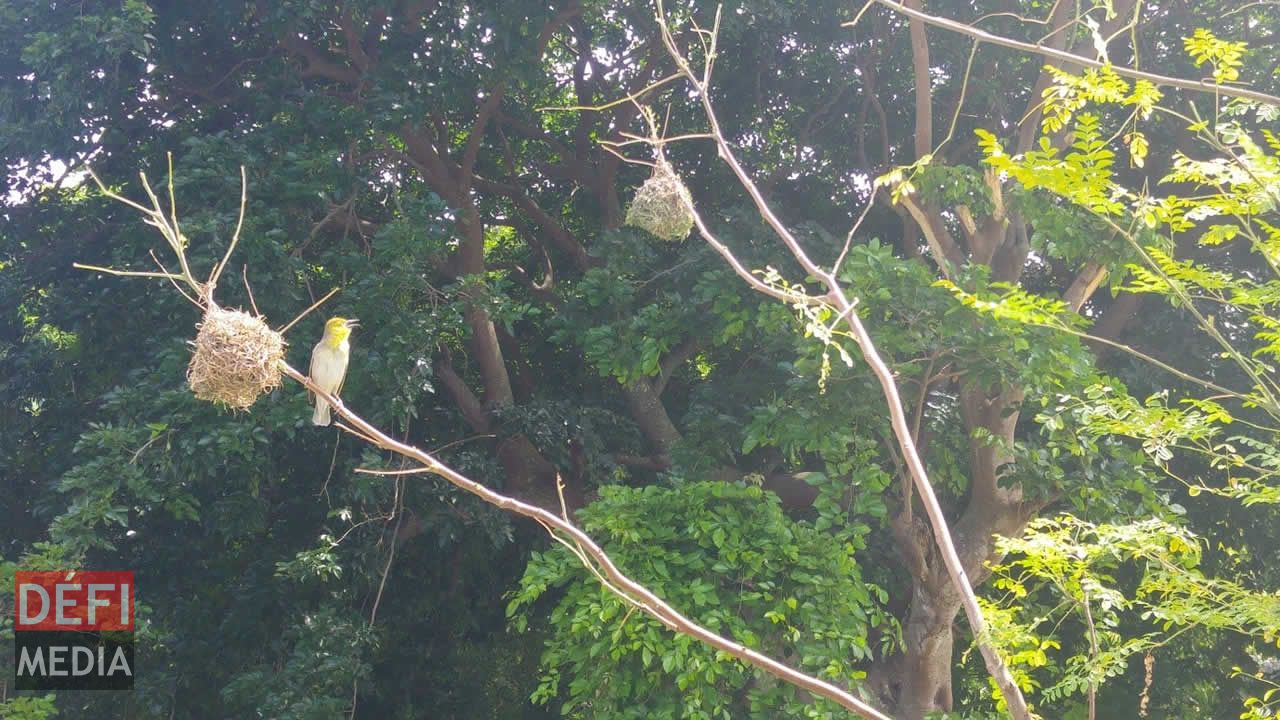 Les joyeux serins du Cap nidifient sur les berges de la rivière. Le musée Frederik Hendrik
