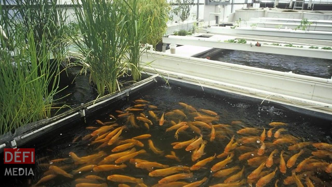 Aquaponics