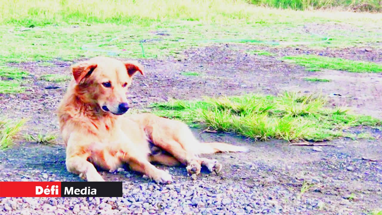 Chiens errants à Maurice.