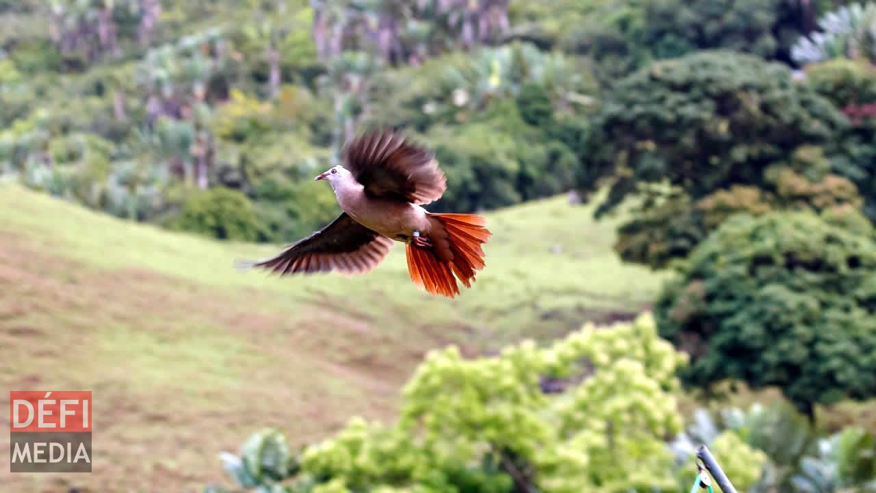 Des Pigeons des mares ont été relâchés dans  la vallée de Ferney,  jeudi dernier. (CREDIT PHOTO- Jacques de Spéville)