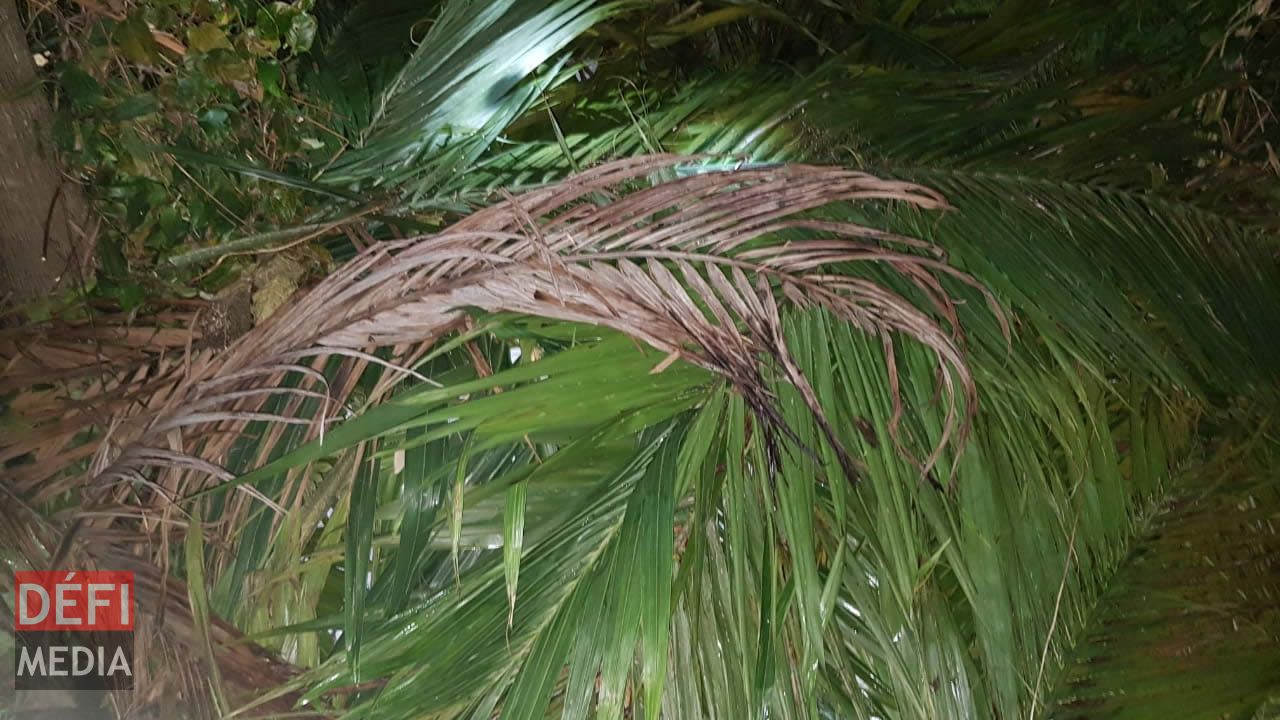 deux fusils et des cartouches de munitions