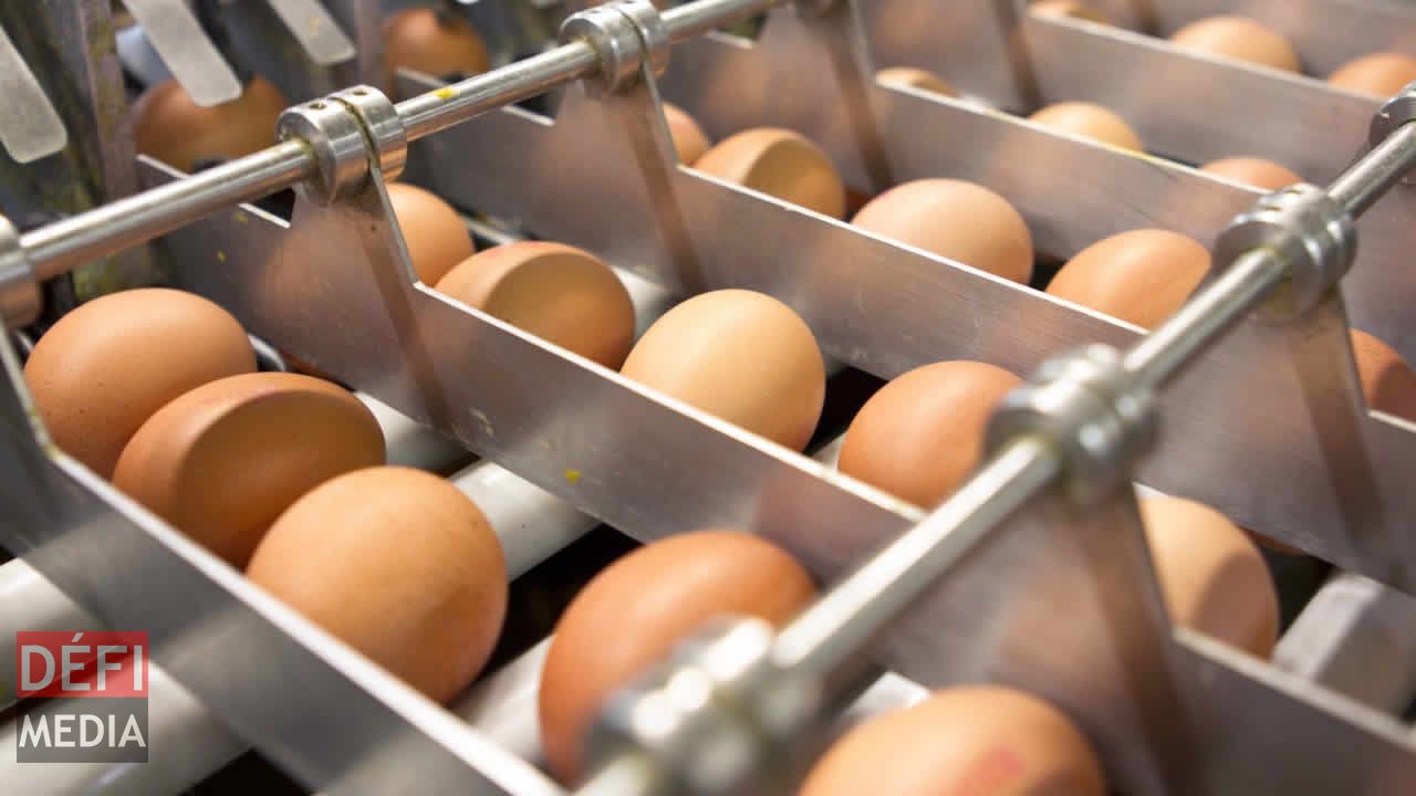 Scandale des œufs contaminés: la Belgique était au courant 