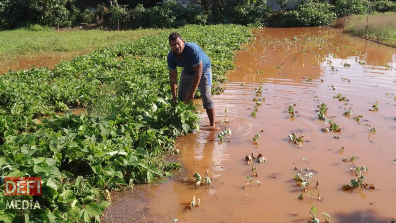Plusieurs plantations ont été abîmées, dont celle de Sanjeev Teelokee. Plusieurs plantations ont été abîmées, dont celle de Sanjeev Teelokee.
