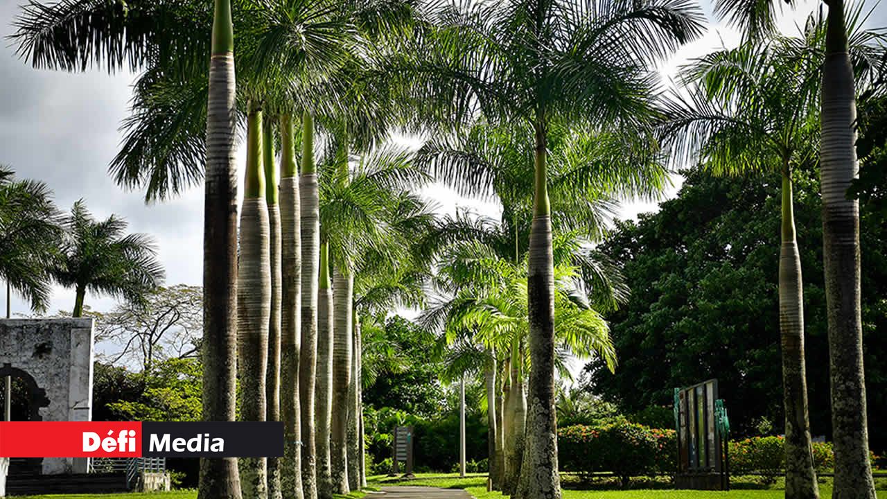 L’allée bordée de palmiers qui mène au bâtiment de plus de 200 ans qui abrite les anciennes structures du moulin.