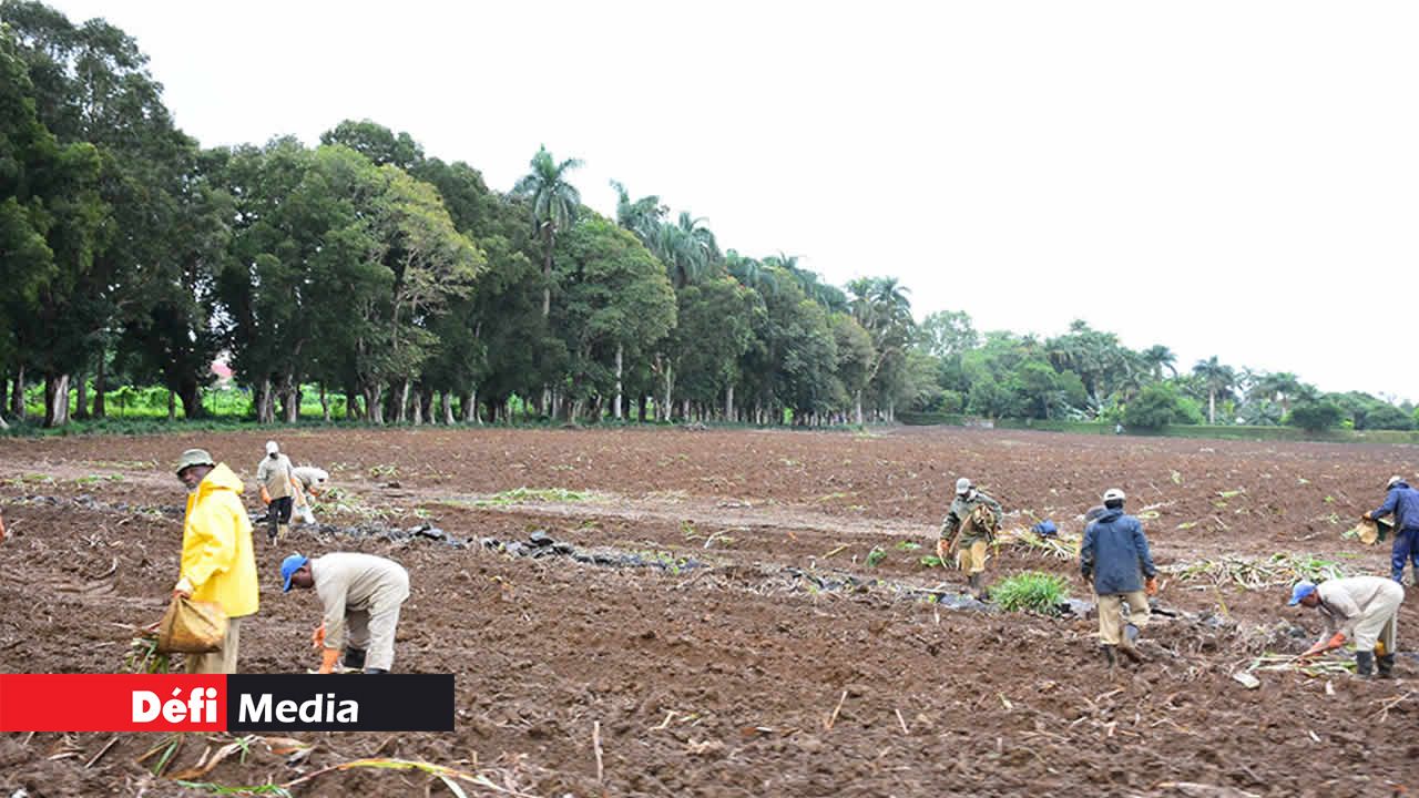 Des laboureurs dans un champ à Britannia. L’agriculture a une place importante dans cette région.