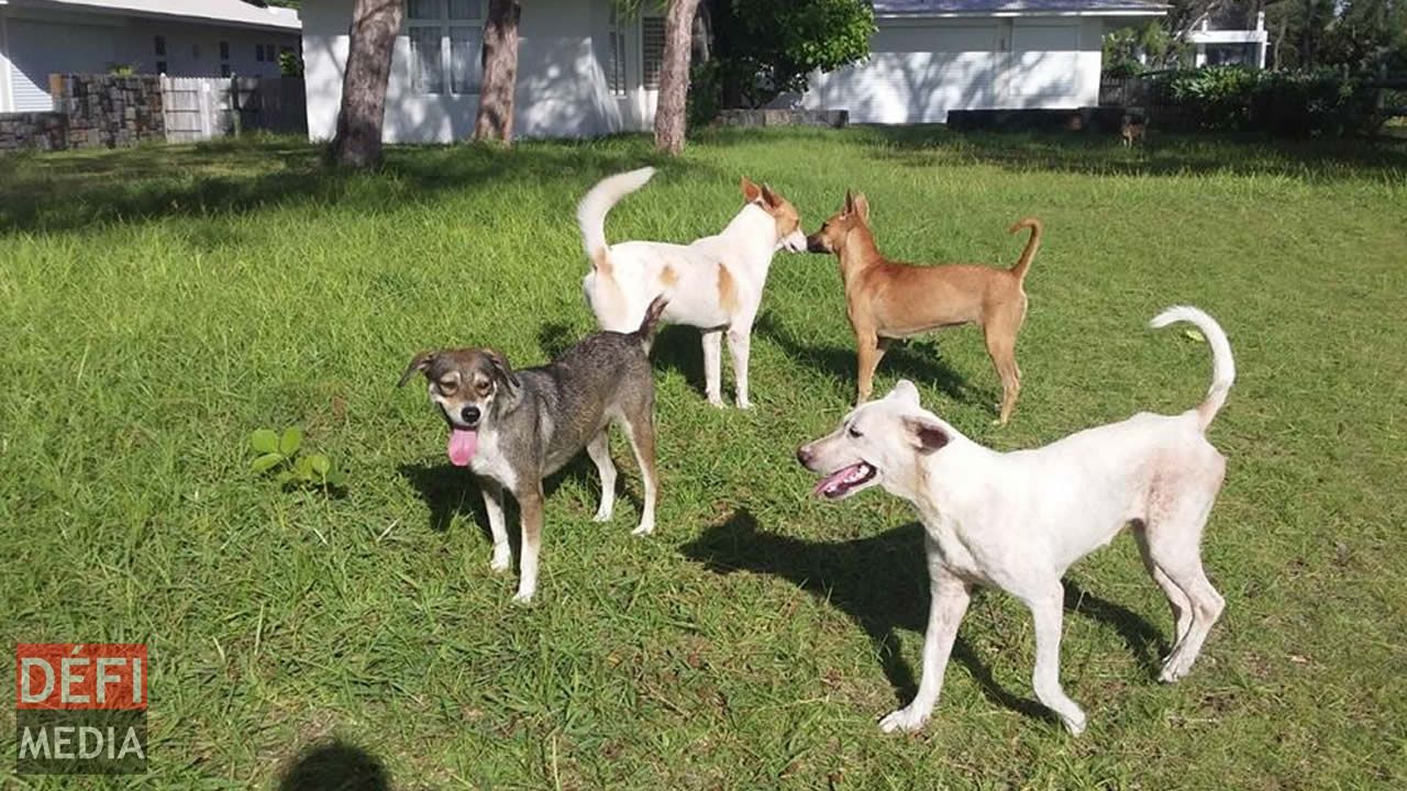 Les chiens errants sur la plage de Belle-Mare.